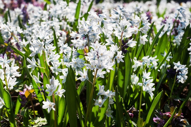 Fond de belles fleurs de jacinthe blanche