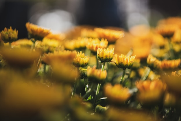 Photo fond avec de belles fleurs jaunes