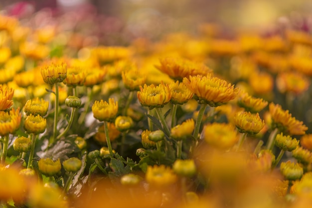 Fond avec de belles fleurs jaunes