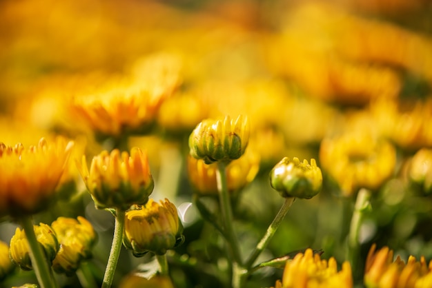 Photo fond avec de belles fleurs jaunes