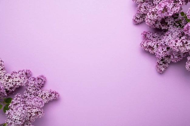 Fond de belles fleurs lilas. Vue de dessus