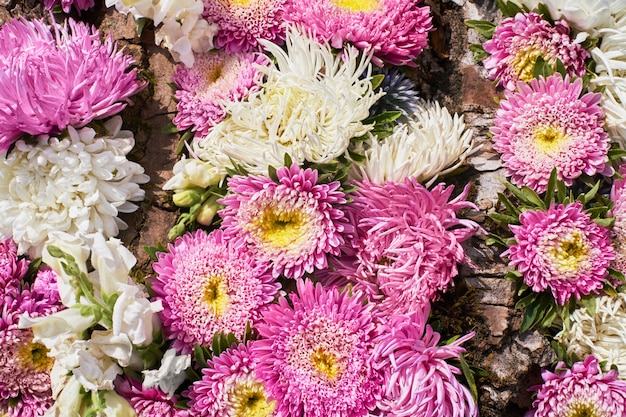 Fond de belles fleurs roses et blanches. Vue de dessus