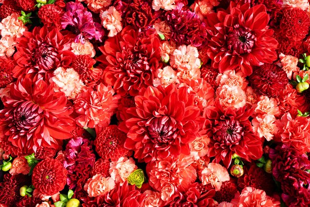 Fond de belles fleurs rouges. Fleurs d'aster,