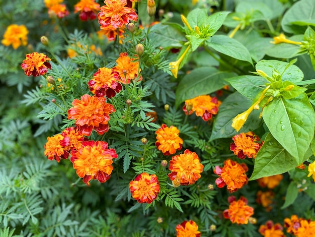 Fond de belles fleurs de soucis érigés Tagetes erecta