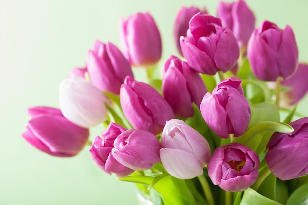 Fond de belles fleurs de tulipe pourpre