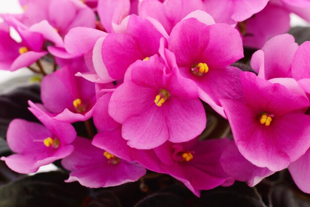 Fond de belles fleurs violettes