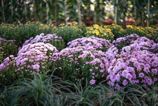 Fond avec de belles fleurs violettes