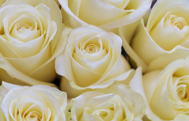 Fond de belles roses blanches