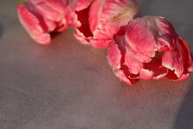 fond de béton gris avec des fleurs de tulipes colorées