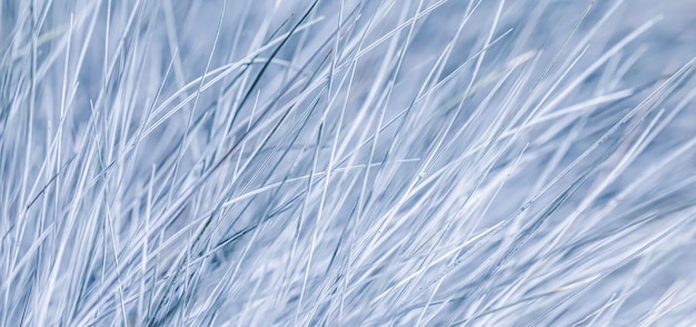 Fond blanc bleu d'herbe ornementale Festuca glauca