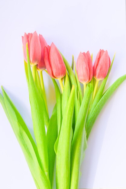 Photo fond blanc avec bouquet de tulipes rouges