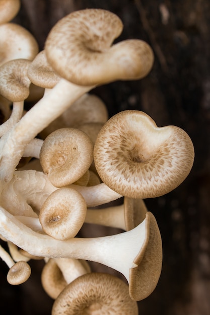 Fond blanc de champignons, Lentinus squarrosulus Mont