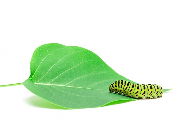 Fond blanc de chenille de Machaon