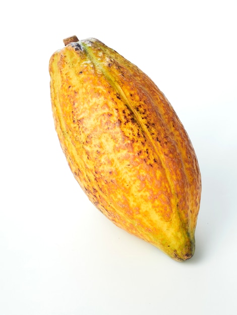 Fond blanc de cosses de fruits de cacao frais