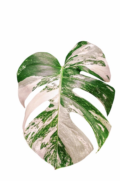 Fond blanc avec feuille de monstera au centre fond minimaliste avec une feuille