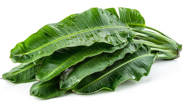 Sur un fond blanc, une feuille de plantain verte et juteuse est isolée.