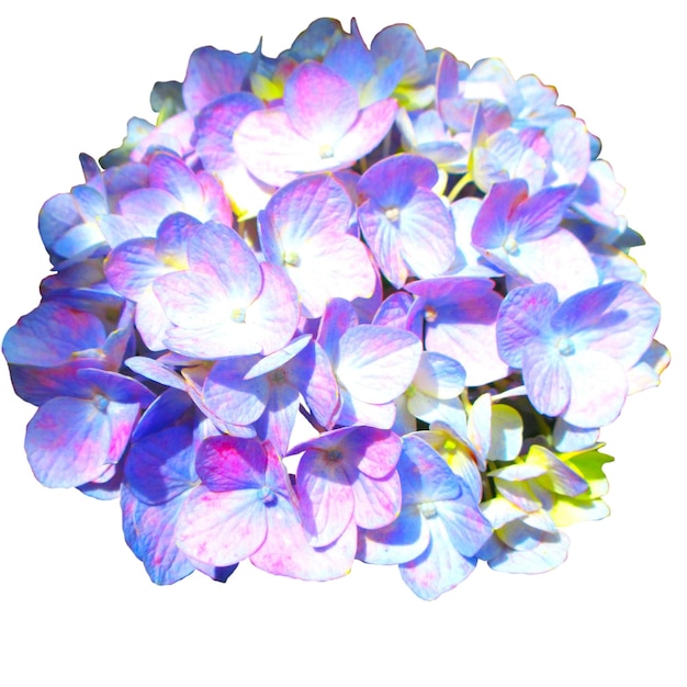 Fond blanc hortensia couleur pastel