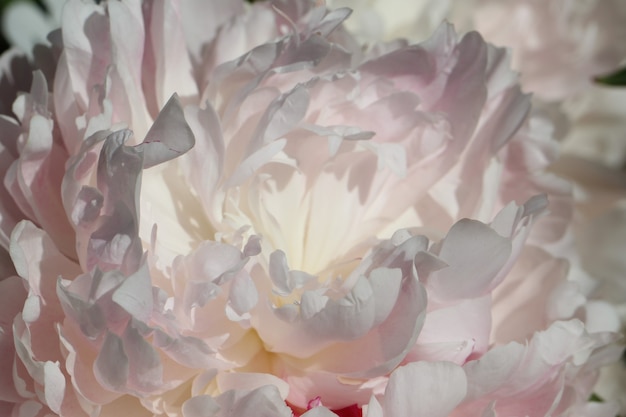 un fond blanc naturel à partir d'un plan macro sur des pétales de pivoine rose