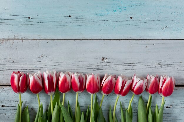 Fond bleu en bois avec des tulipes rouges.