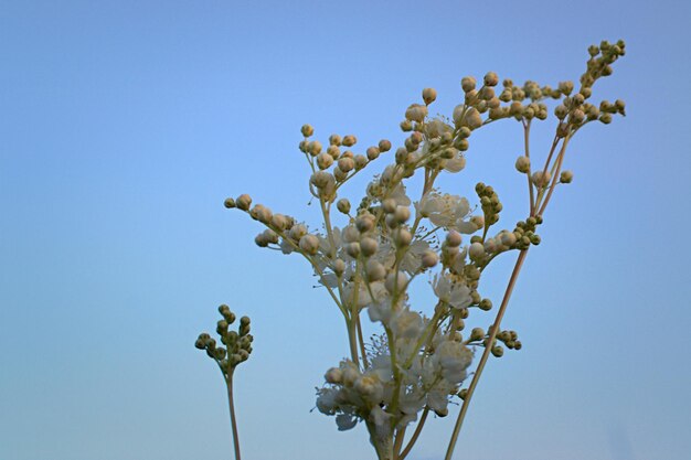 Sur un fond bleu une branche de fleurs blanches délicates Carte postale Espace pour le texte