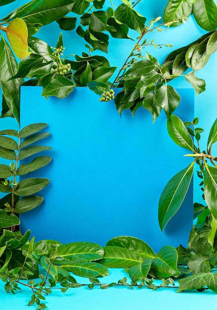 Fond bleu avec des feuilles et des plantes fraîches vertes.