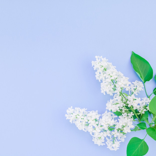 Fond bleu avec des fleurs lilas blanches