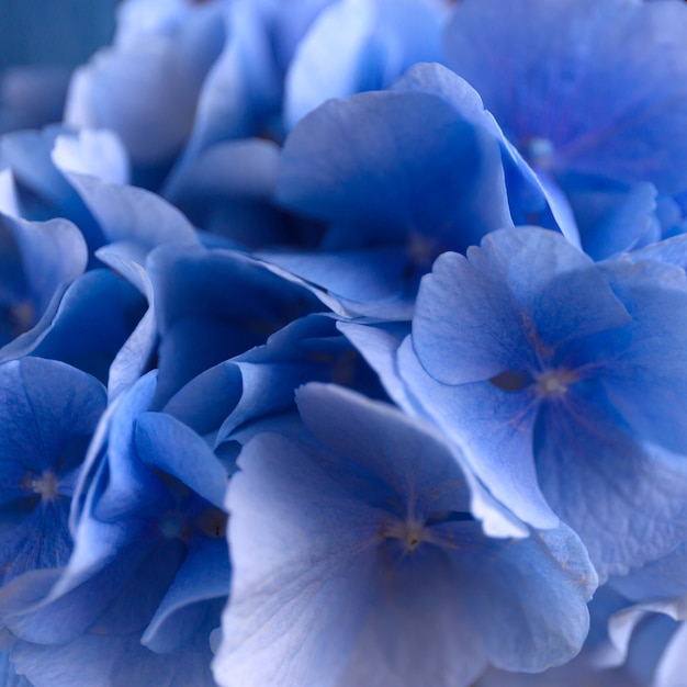 Fond bleu hortensia. Surface des fleurs Hortensia. Gros plan photo.