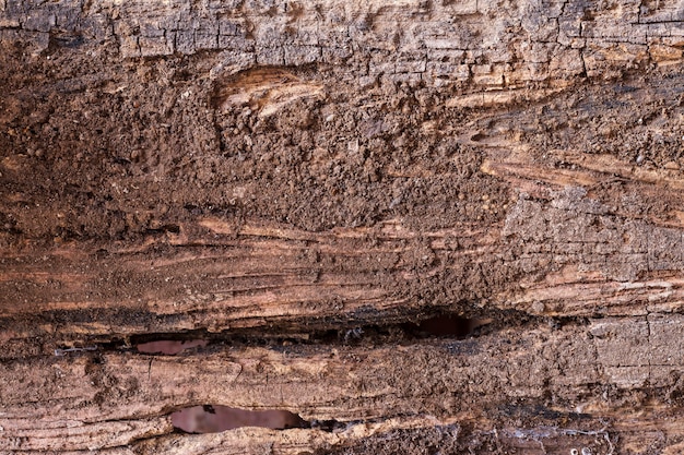 Fond de bois ancien.