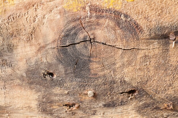 Fond de bois ancien