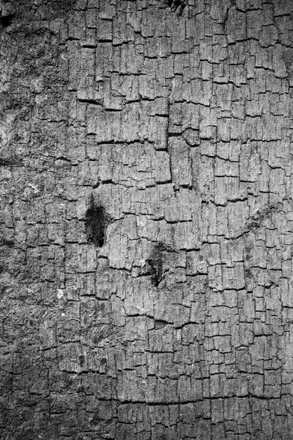 Fond de bois ancien.