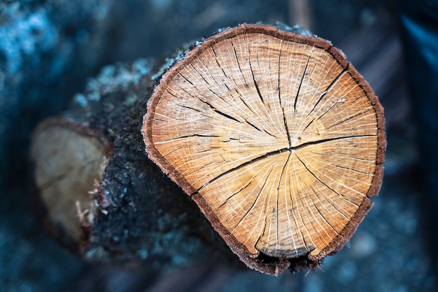 Fond en bois. Détail de la macro du tronc en bois isolé sur fond flou. Concept de ressources naturelles. Feu, chaleur et matière première chaude. Arbre coupé en deux pour produire du bois. Mode de vie à la campagne.