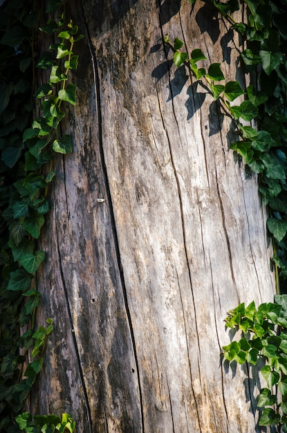 Photo fond en bois avec des feuilles vertes