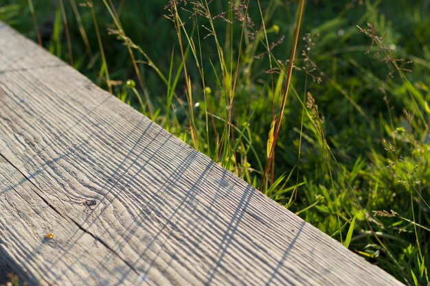 fond en bois avec de l'herbe verte et la lumière du coucher du soleil