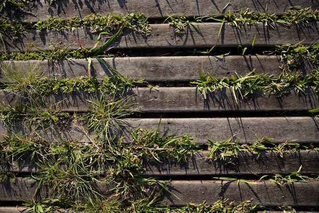 fond de bois avec photo d'herbe verte prise à l'aube