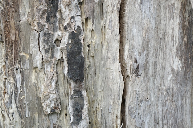 Fond de bois pourri à motifs de fissuration