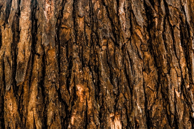 Fond en bois de surface d'arbre