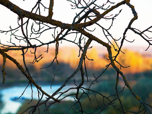 Fond de bokeh de branche d'arbre d'automne