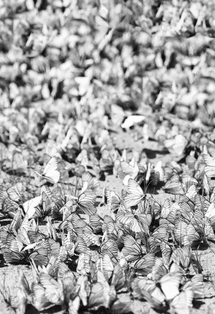 Fond de bokeh flashmob vertical papillons noir et blanc