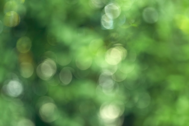 fond de bokeh de la forêt de l&#39;été