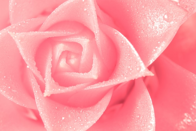 Fond de bokeh sur les pétales de fleurs roses