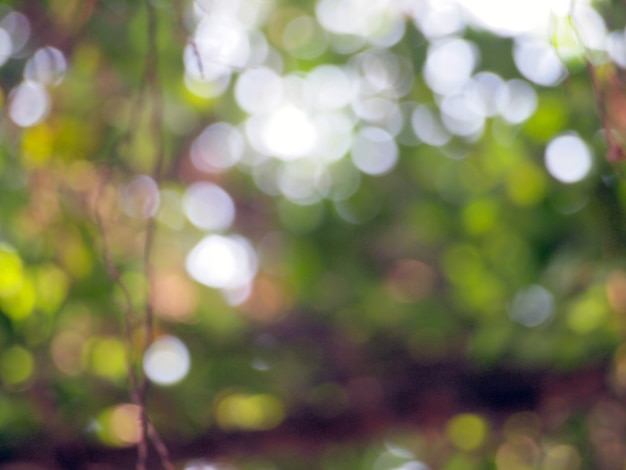 fond de bokeh vert clair