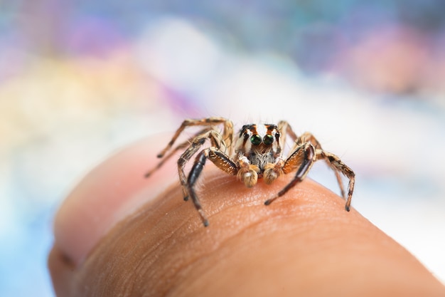 Fond de bokeo coloré araignée macro