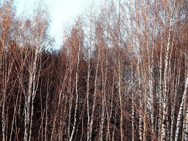 Fond de bosquet de bouleaux d'hiver