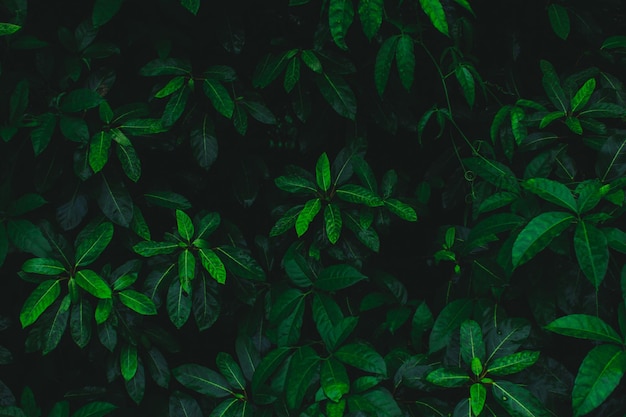 Fond botanique foncé avec des feuilles tropicales