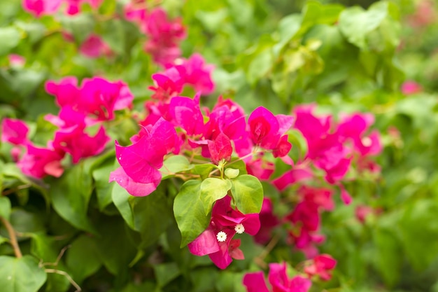 Fond de bougainvilliers en fleurs fleurs roses vives