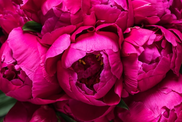 Fond de bouquet de fleurs de pivoine rouge