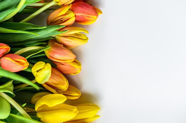 Fond avec un bouquet de tulipes jaunes, orange et rouges. Fond blanc.