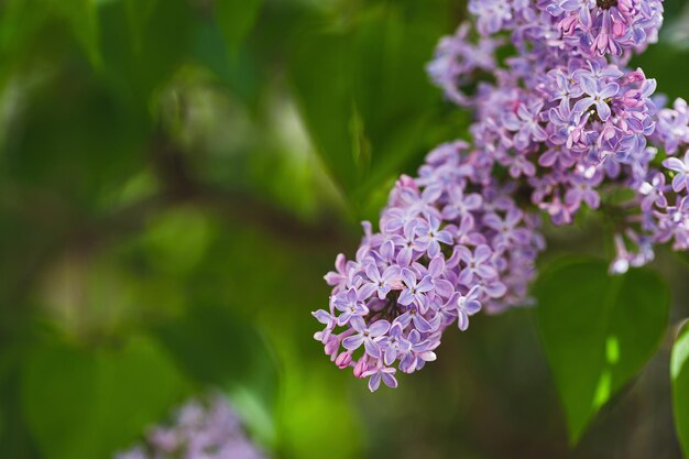 Fond de branche lilas rose en fleurs. Notion de printemps. Gros plan, mise au point sélective, espace de copie.