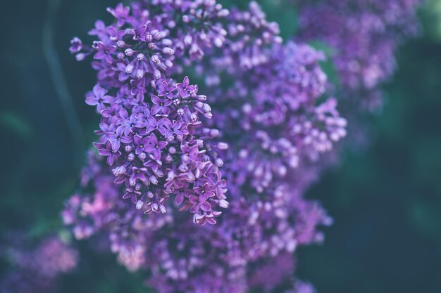 Fond de branche lilas violet en fleurs