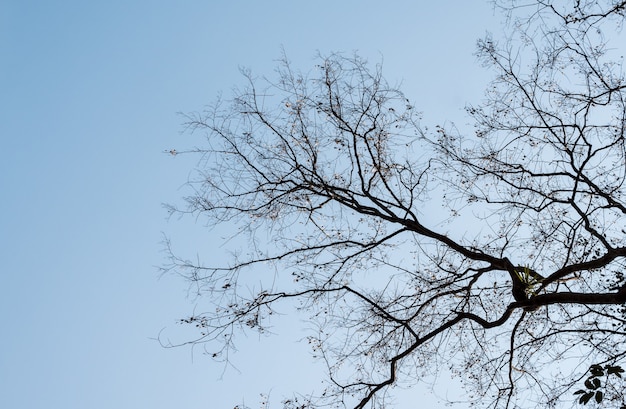 Fond de branche sèche.